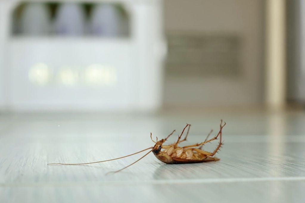 A lifeless cockroach on the floor, demonstrating the impact of pest control efforts in Honolulu, HI.