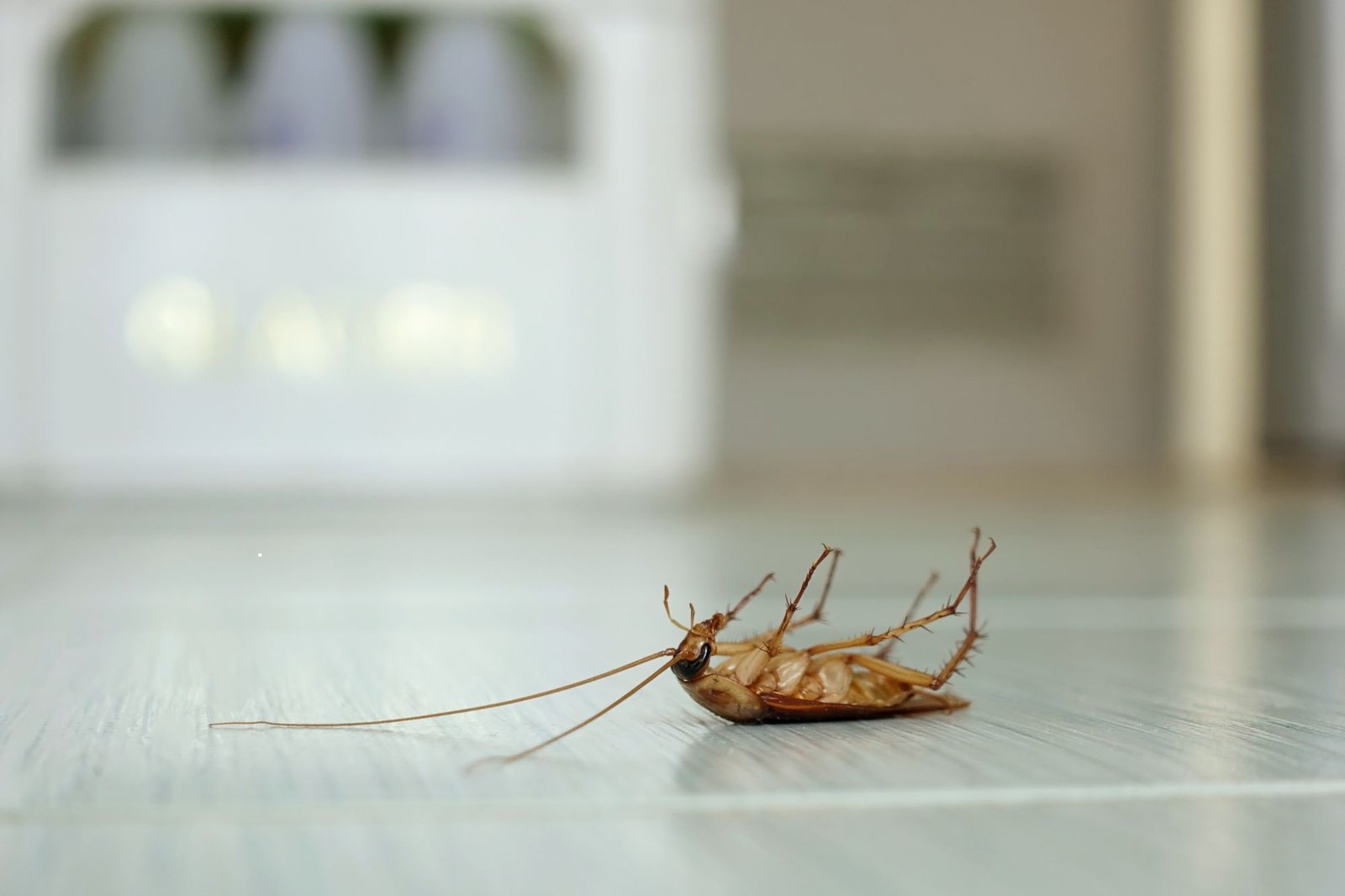 A lifeless cockroach on the floor, demonstrating the impact of pest control efforts in Honolulu, HI.